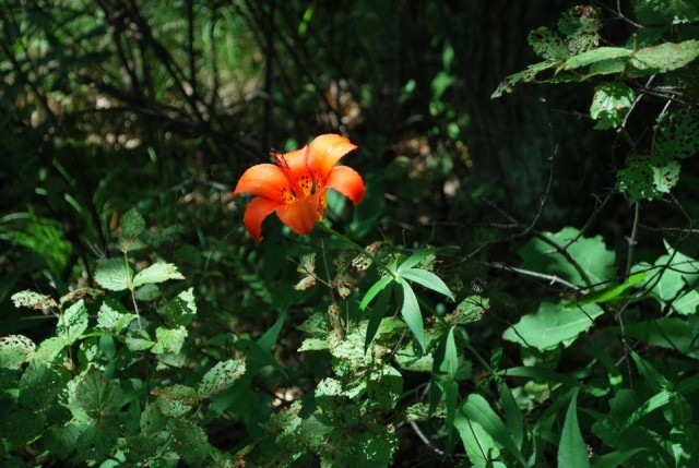Wildflower on Cheney Mt Trail