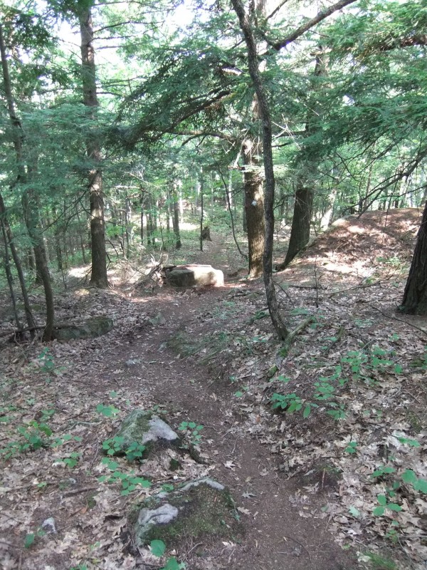 Into the woods