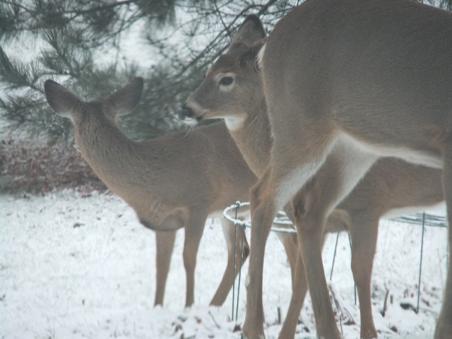 Deer at Bird Seed Feeder, in Port Henry