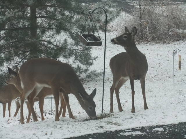 Deer visit to front lawn bird seed feeder
